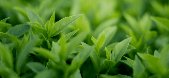 Tea Leaves